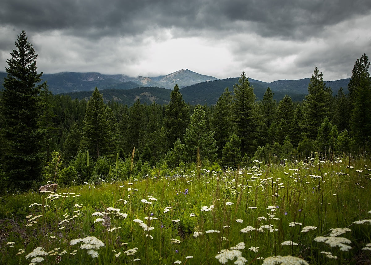 Enjoy the vast space of our forested property with gorgeous mountain views. Don't forget to bring your camera!