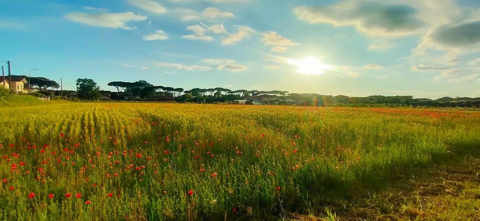 vista su campo di grano dalla camera da letto