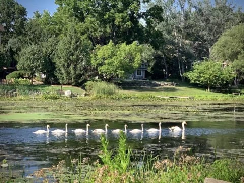 Summer swans from backyard
