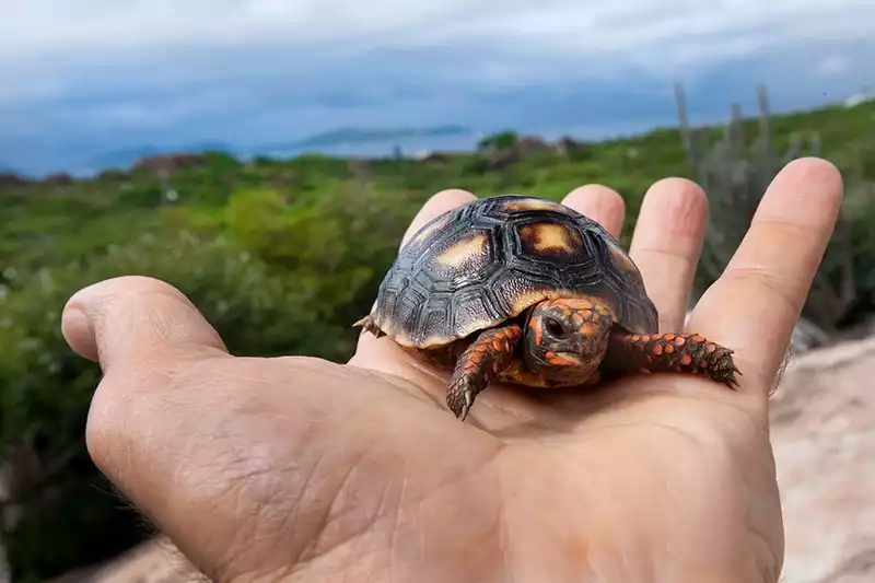 Mon Repos - The Baths Hill - Virgin Gorda