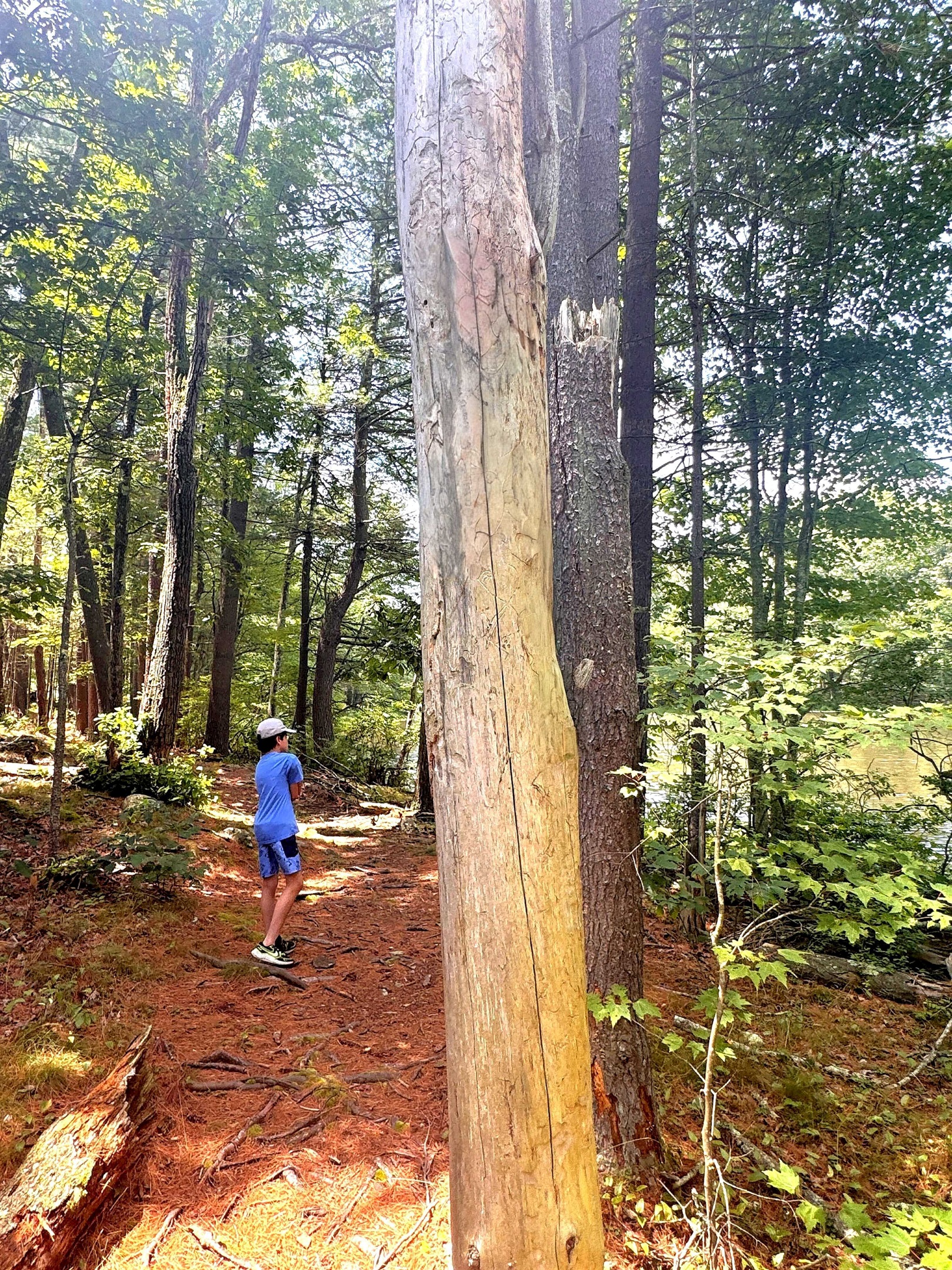 Breathe in the fresh air, feel the crunch of leaves beneath your feet, and discover the quiet beauty of the forest.