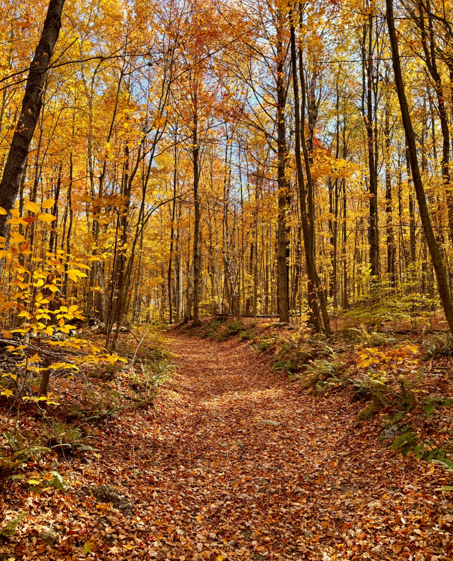 Scenic hiking trails available in every season.