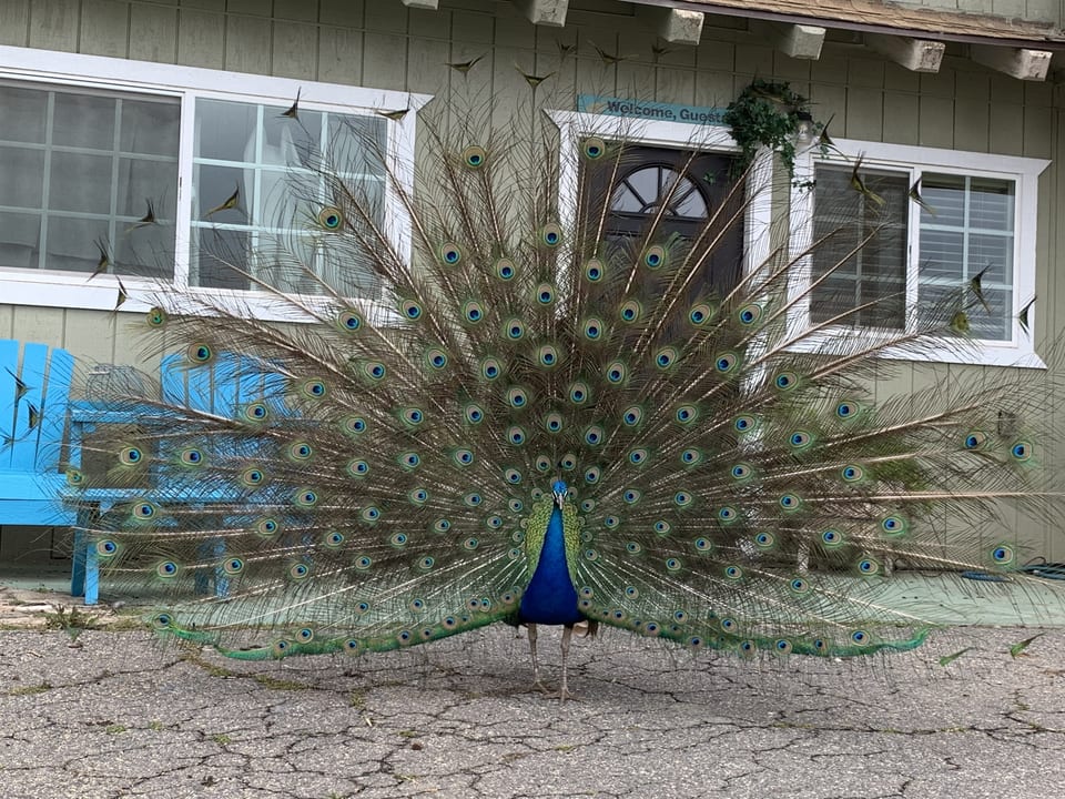 Meet George - he loves to flirt!