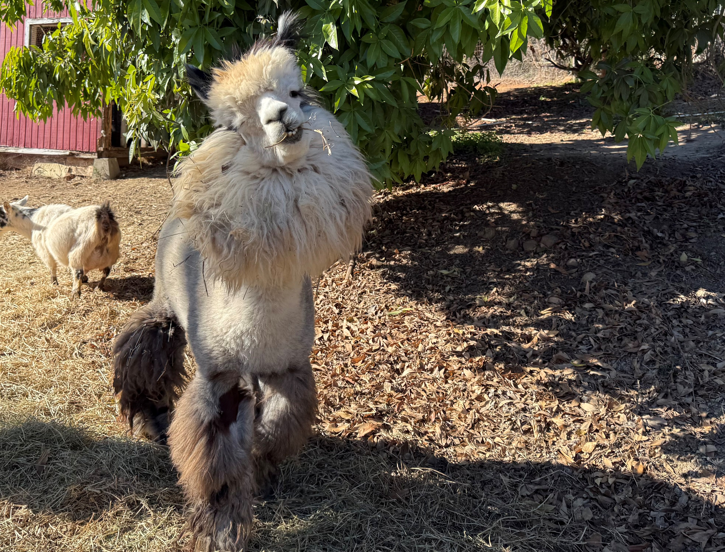 romantic-farmstay-whimsical-escape/