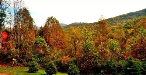 Fall View