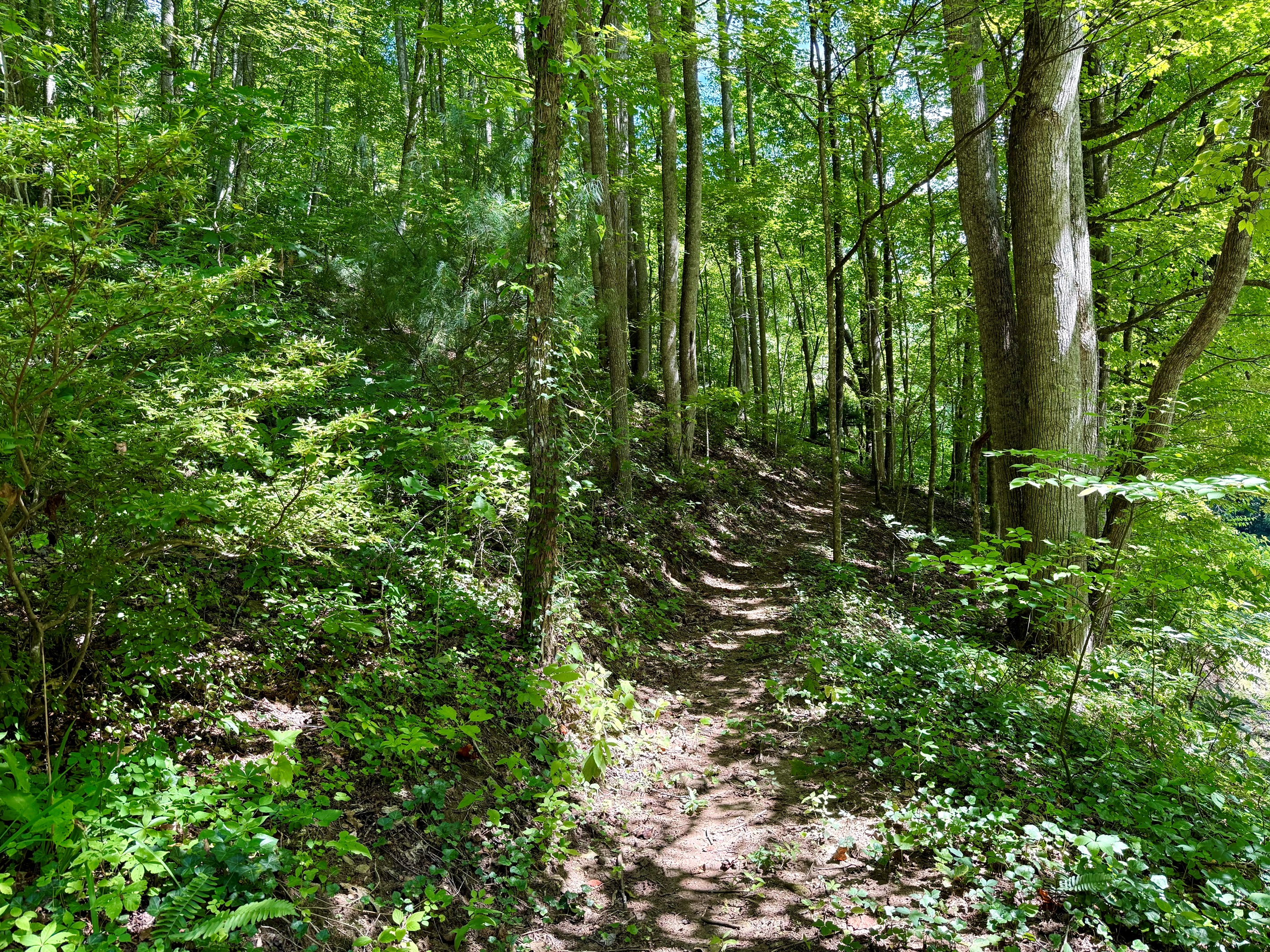 site-3-the-cove-at-dick-branch/