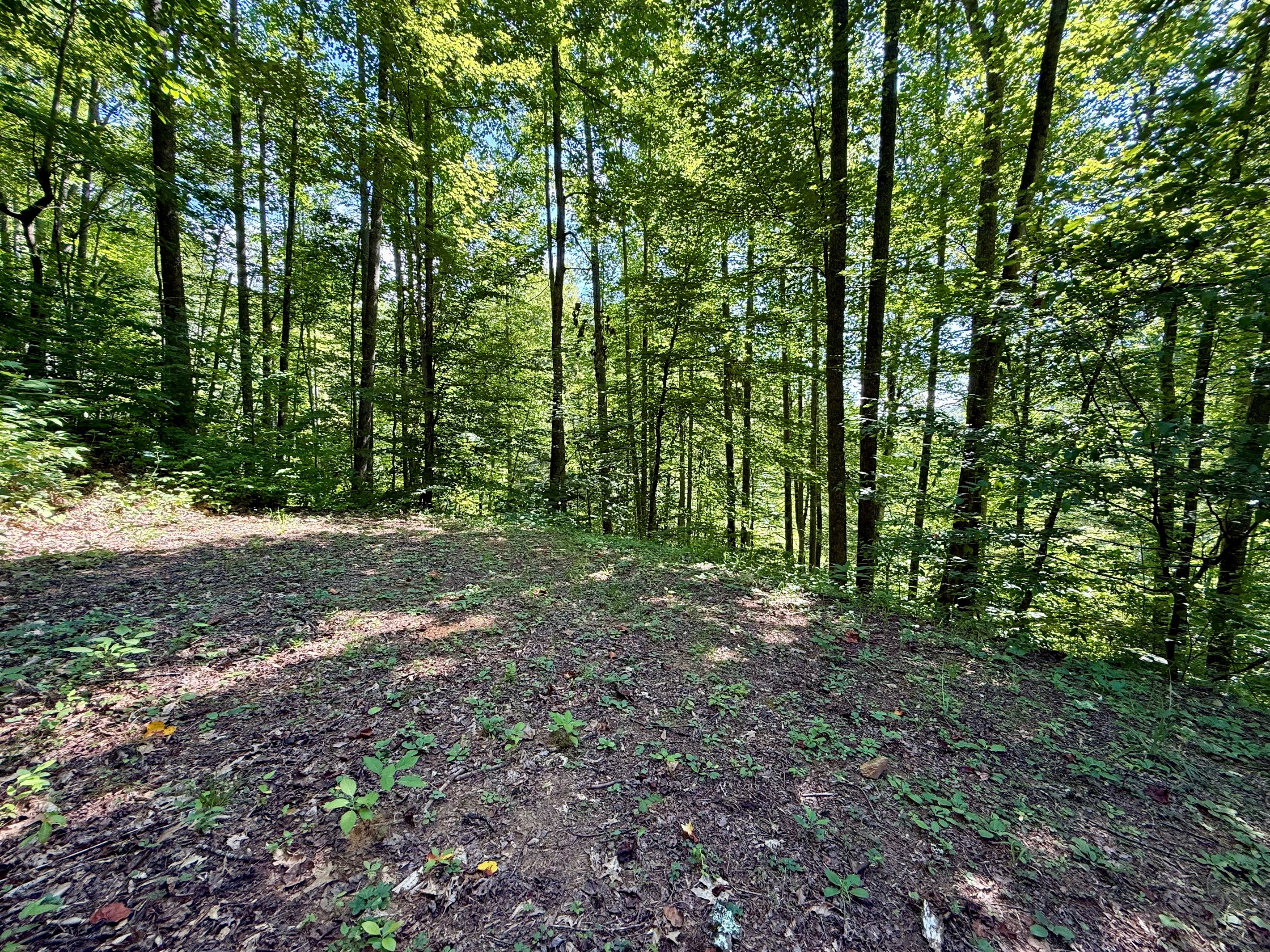 site-4-the-cove-at-dick-branch/