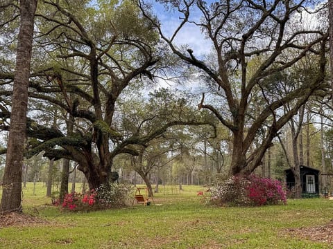 We are approaching peak bloom season now in mid-March. Come see the explosive blooms and walk across the road to our creek and enjoy the wild azeleas along our private walking trails. You’ll have miles of hiking within a minute’s stroll of your door.