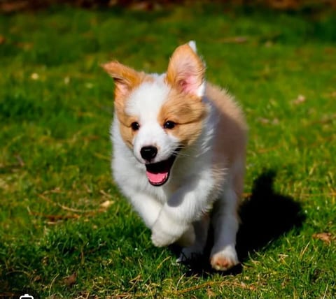 Well-behaved, non-shedding dogs are welcome—no need to leave your furry friend behind! A $47 pet fee applies.