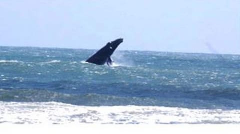 In the spring and fall you may get to see the whales feeding along the beaches.