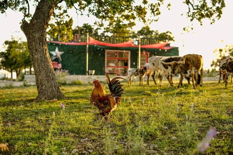 Inviting Fredericksburg B&B retreat — your private Hill Country escape.