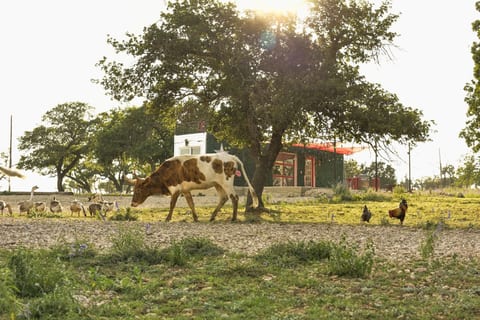 Charming Texas B&B surrounded by nature and farm animals.