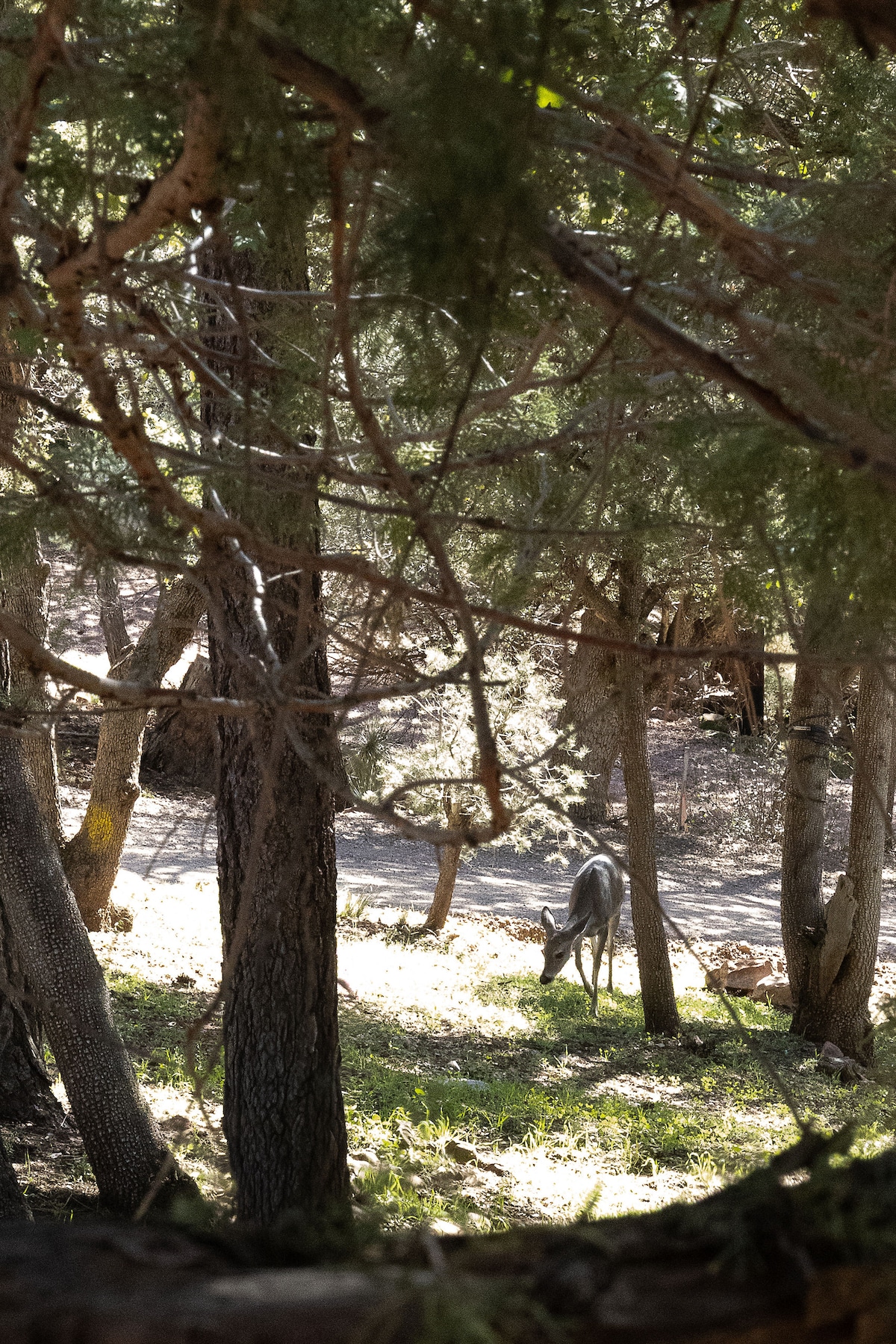 Pine Creek Cottage image 51