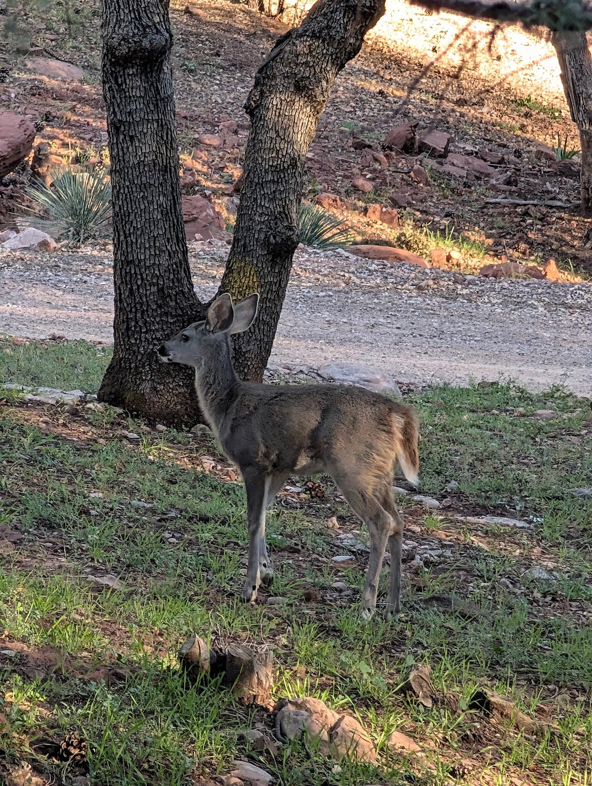 Pine Creek Cottage image 52