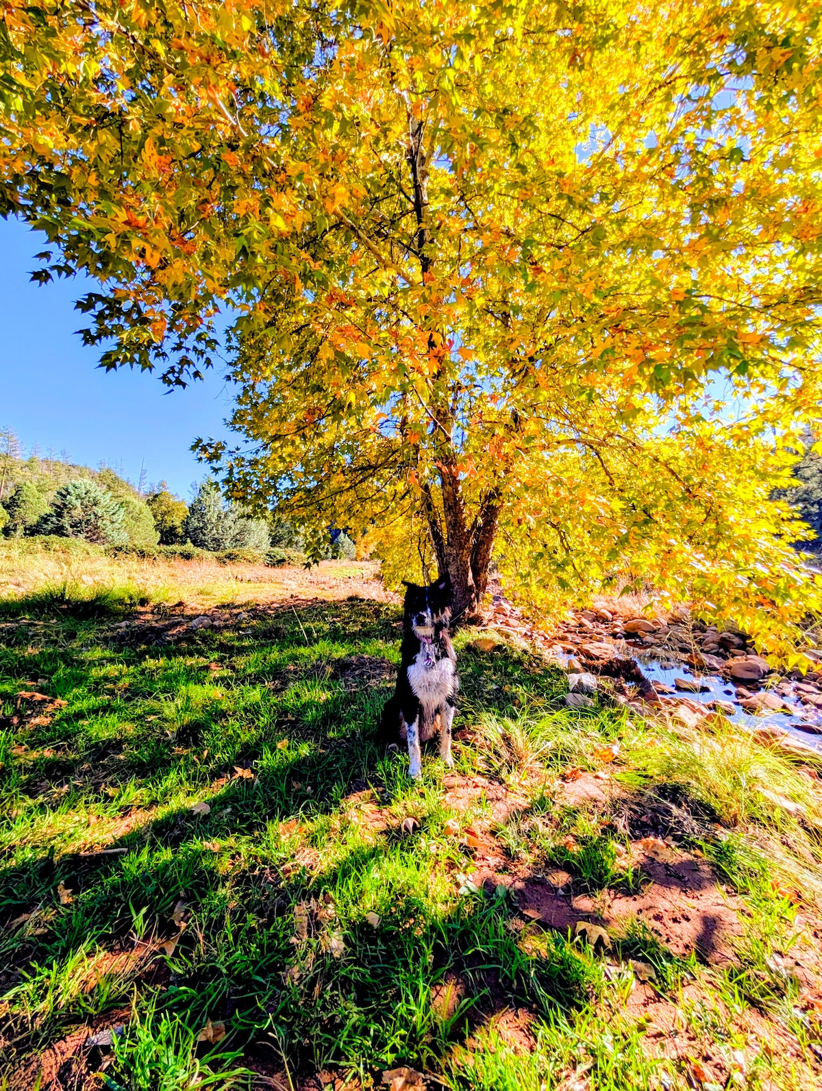 Pine Creek Cottage image 57