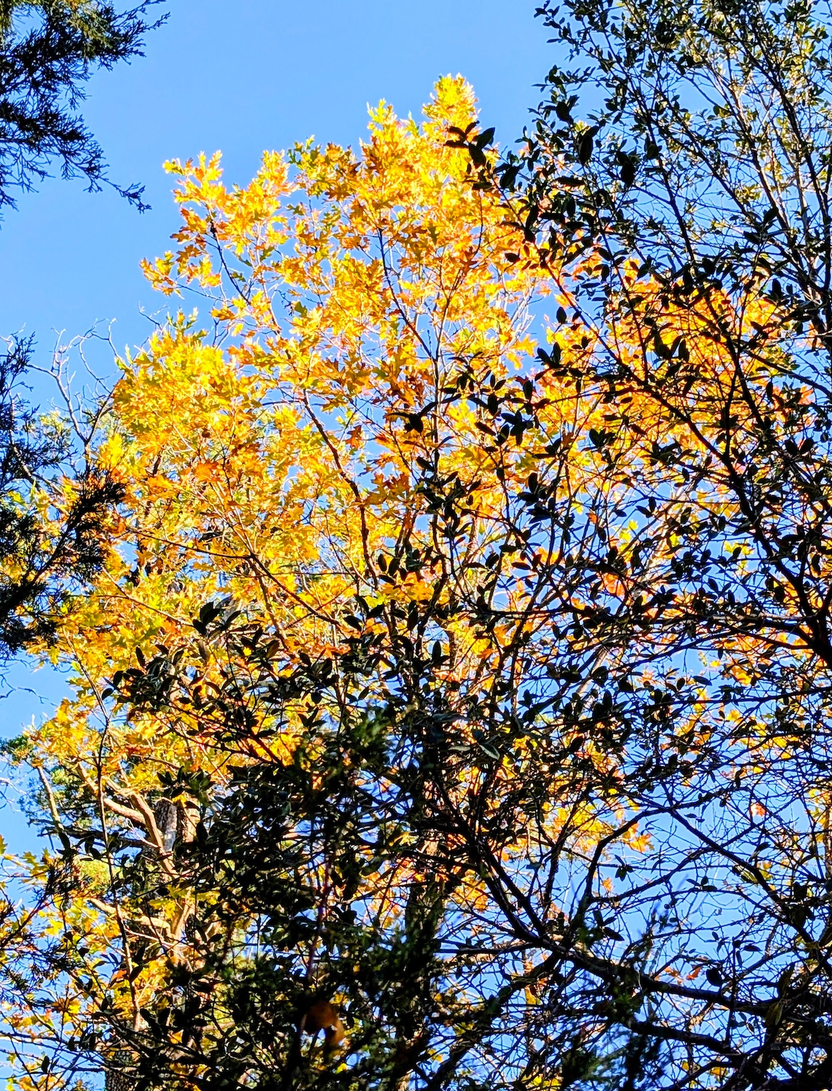 Pine Creek Cottage image 55