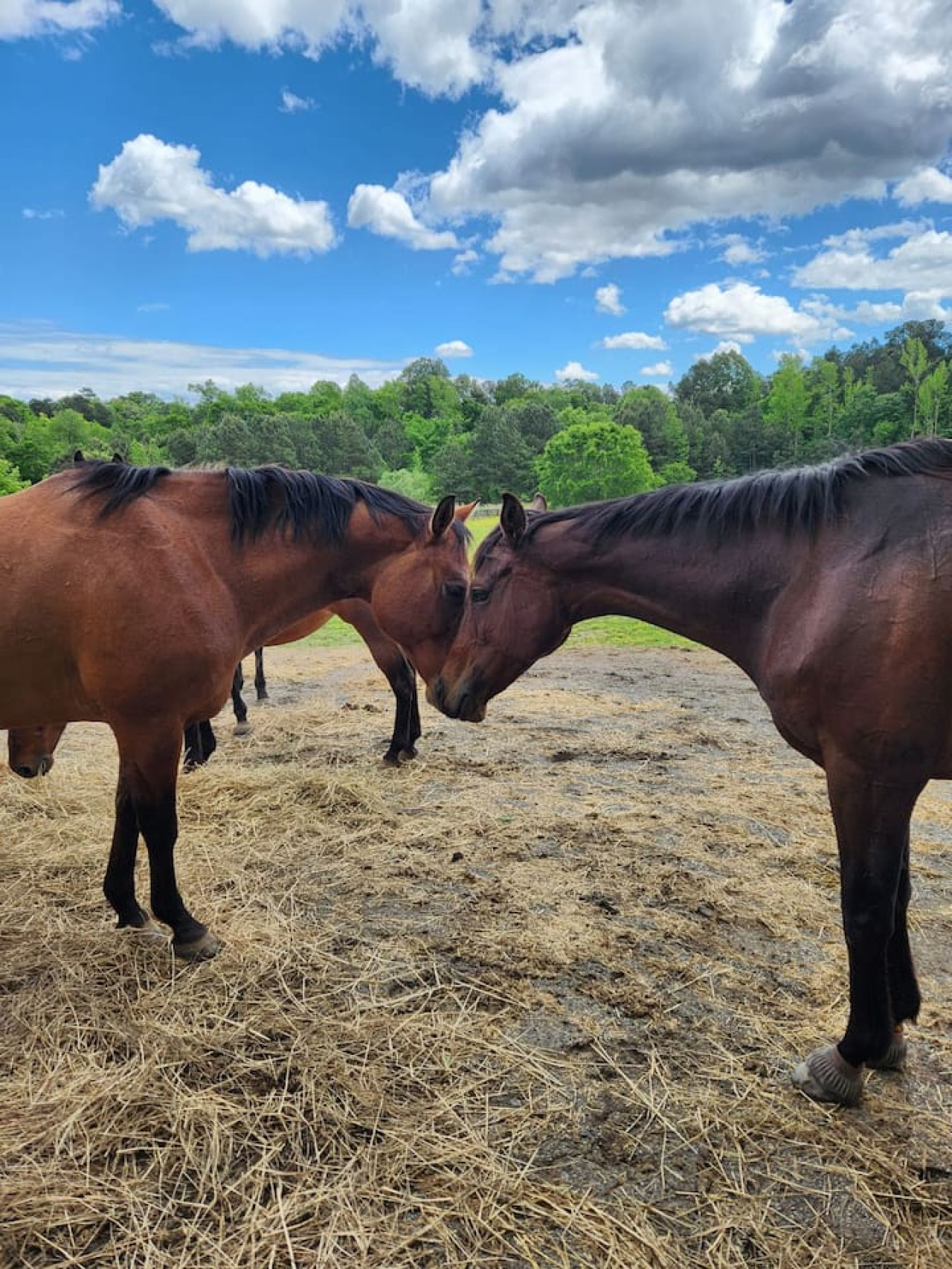 tiny-home-at-the-pines-horse-farm/