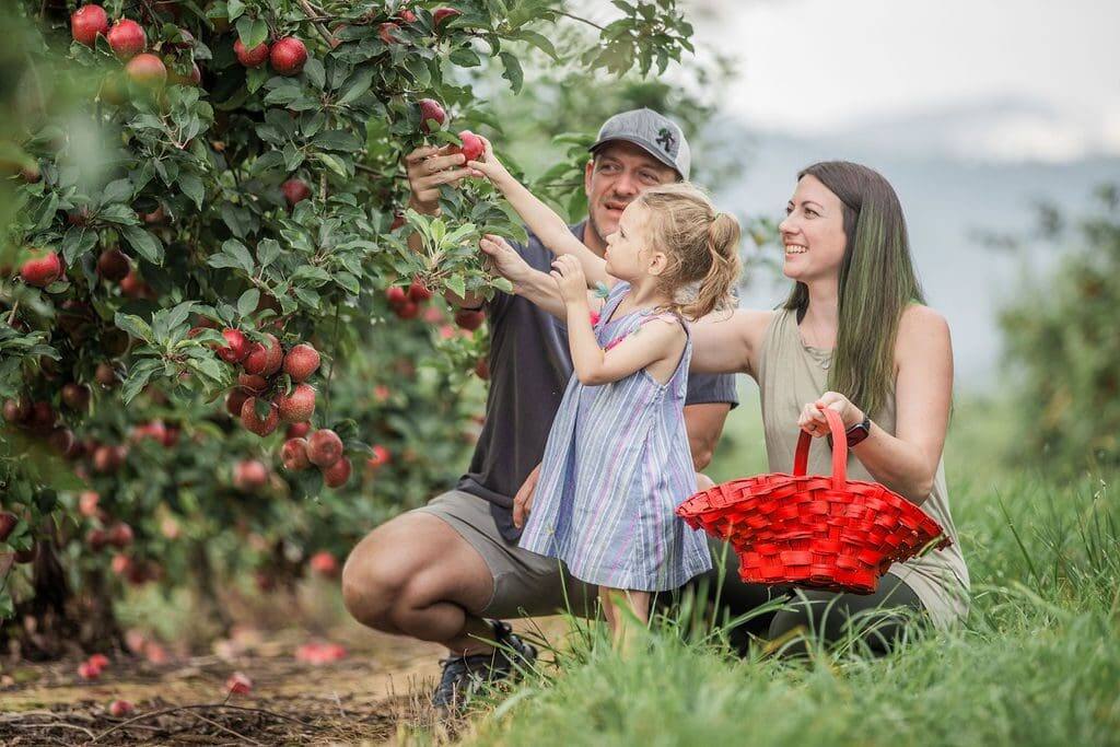 Ellijay is the Apple Capital of Georgia! Apple picking season runs late August–November (check local orchards for exact dates), and Fall brings family fun with farm slides, corn mazes, hayrides, pumpkin patches, and more!