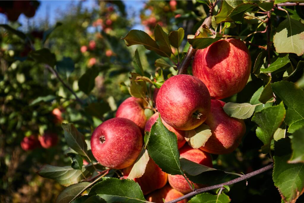 Ellijay orchards offer more than apples—year-round orchard markets feature cider, pies, fresh produce, and local goods. 
In Fall, enjoy orchards bursting with varieties to taste, pick, and take home.