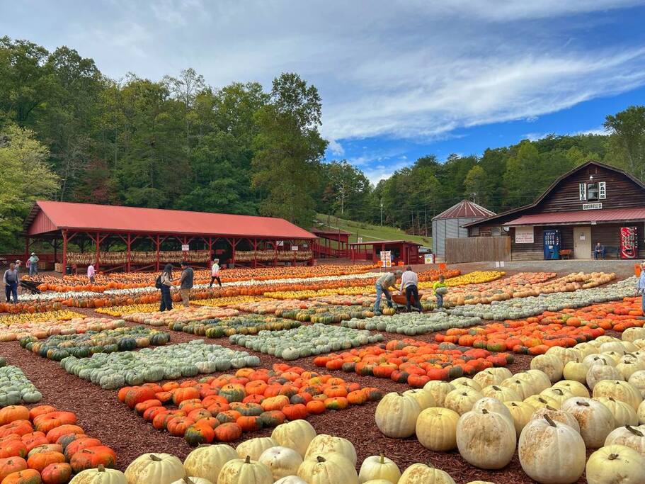 Burt’s Pumpkin Farm is a fall favorite on the way to Amicalola Falls! Explore rows of pumpkins, take a hayride, and enjoy seasonal fun surrounded by mountain scenery. (Open seasonally, Sept - Nov weekends and some weekdays)