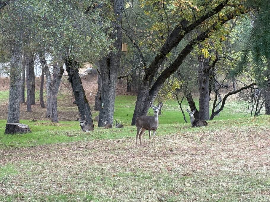 cottonwood-cozy-or-grill-fire-pit-and-pml-access/