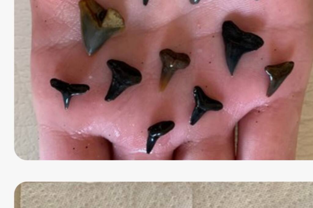 Shark teeth from the beach