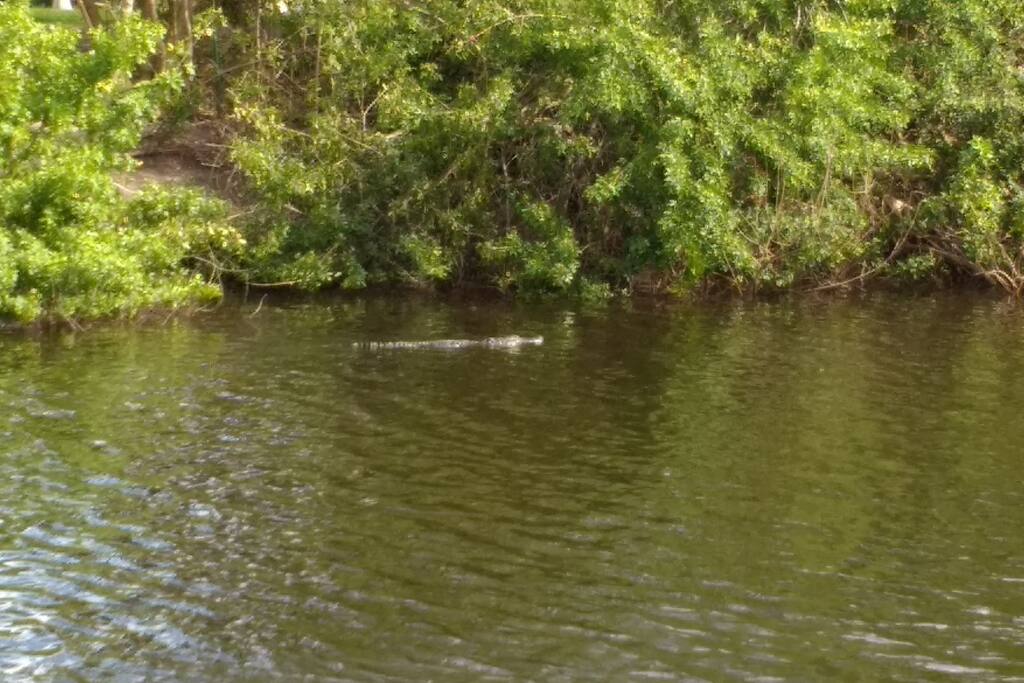 Watch the gators swim by