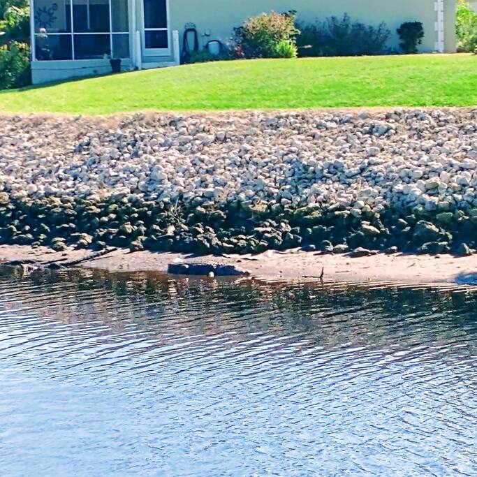 Alligator sunning across the canal
