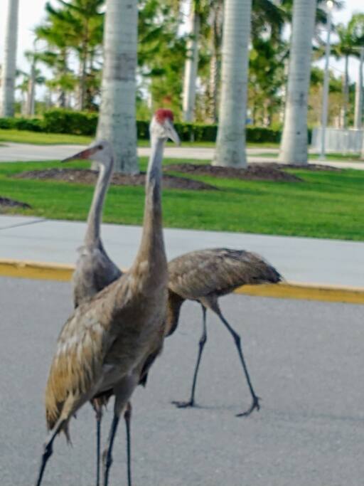 Sandhill Cranes