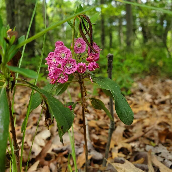lumberland-lodge-*-nature-escape-+-hiking/