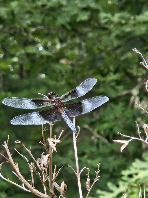 lumberland-lodge-*-nature-escape-+-hiking/