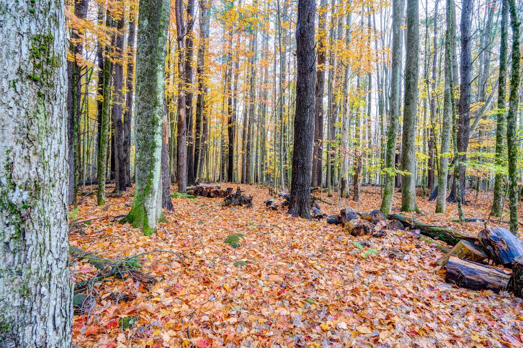the-butterfly-house-*-deck-kayak-and-views/