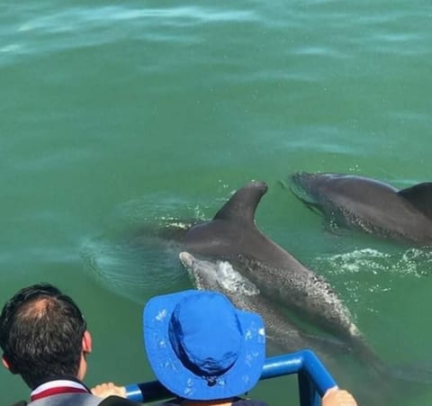 Book a dolphin tour with us