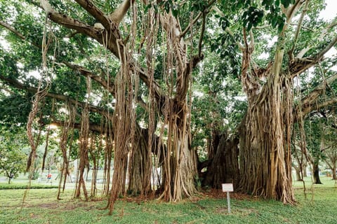Meet the Banyan
Just steps from your door, this majestic banyan tree in the neighborhood park inspired the name of our cozy retreat. Rooted in history, just like your next memory.
