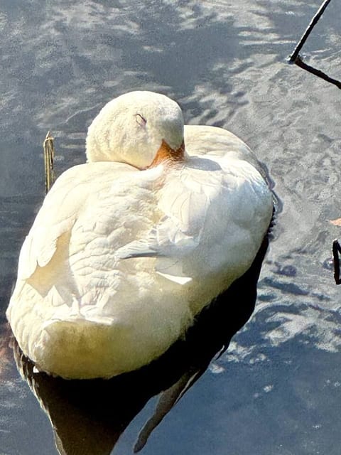 See the ugly duckling turned into a swan