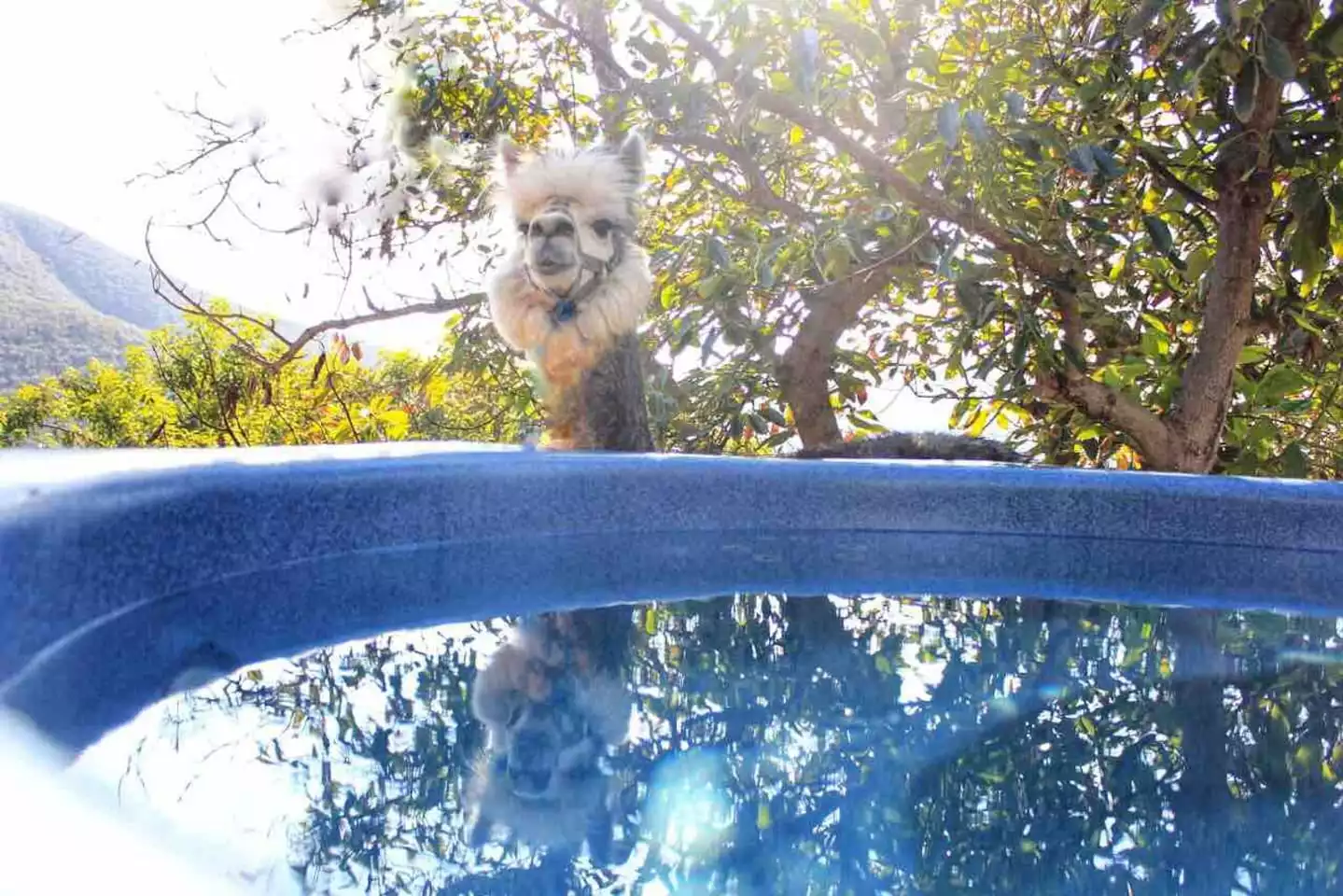 safari-tent-cabin-with-hottub-and-air-conditioning/