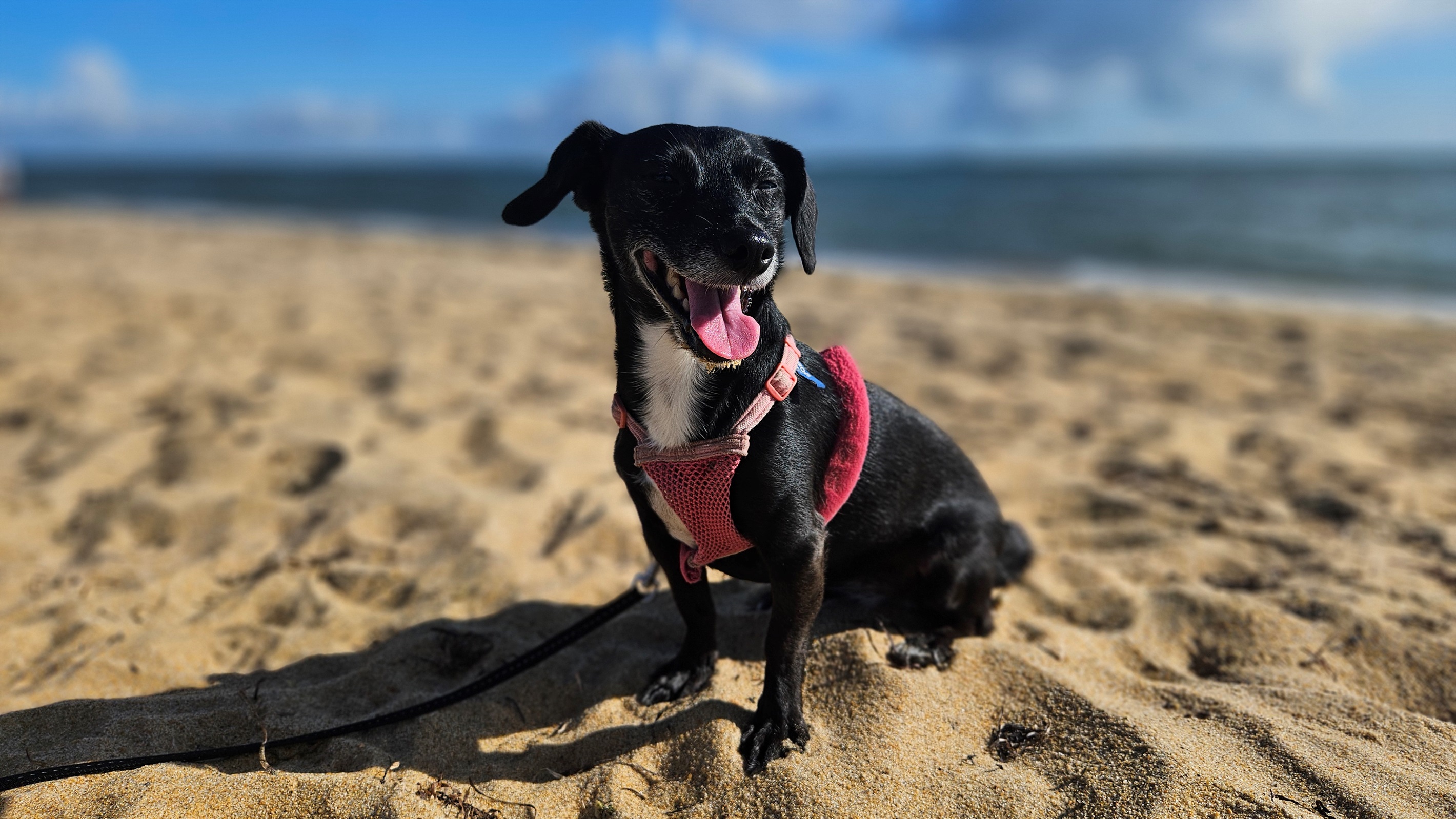 beachfront-2bd+den:-directaccessorfencedyardordogsok/