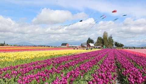 Colorful tulip fields and open skies just moments from the property