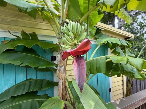 Banana trees off the back deck!