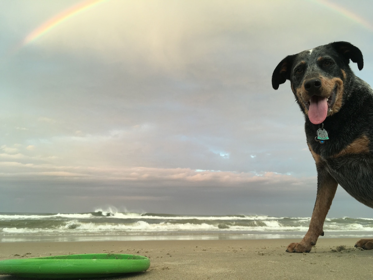 Our dog loves our house as much as we do! Dogs are welcome in our home.