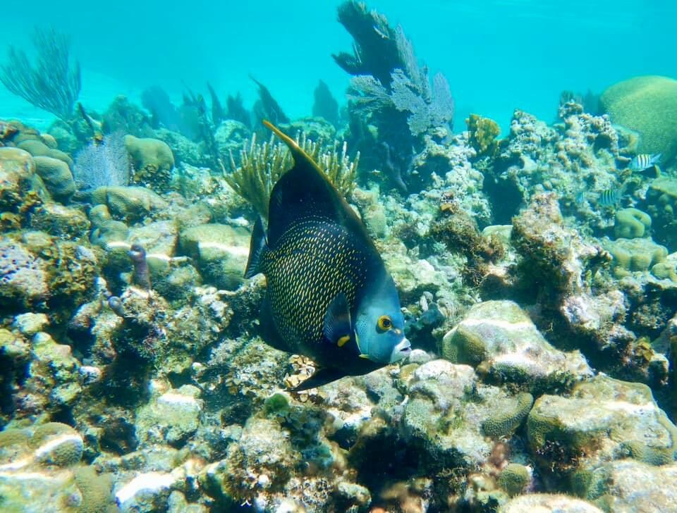 Snorkeling in the great barrier reef of Belize.
