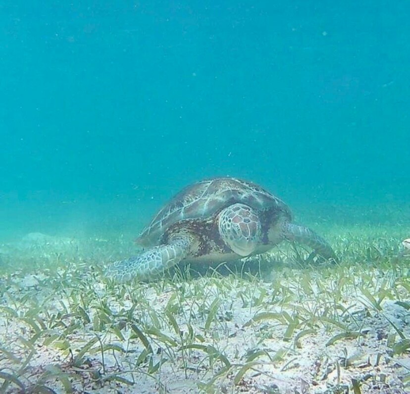 Diving tour its fantastic you can see the rays the sharks and all the reef at it best . 