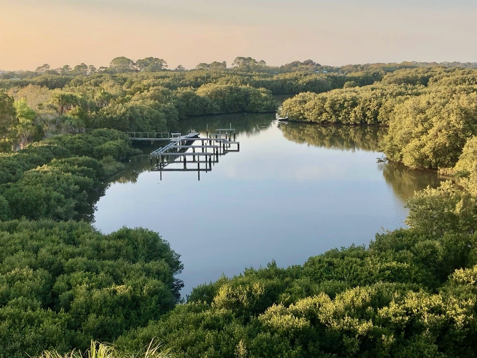 Incredible Views of Florida Mangroves!