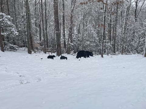 Tiny cabin - Big Amenities - King Bed - Secure Dog Yard
