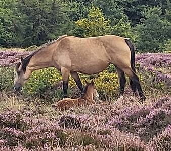 Rural escape and dog friendly
