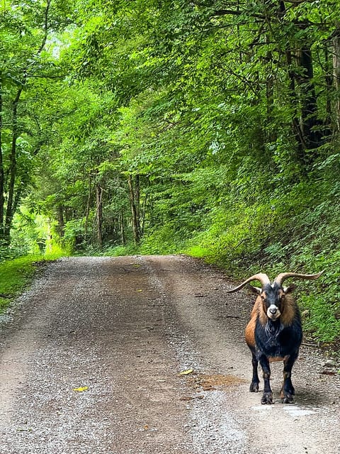 Take a walk with Billy the goat!