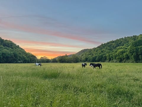 Sunset view of the horse pasture
