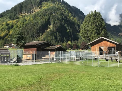 Pony-Ziegen-Hasen-Ranch in Bichlbach