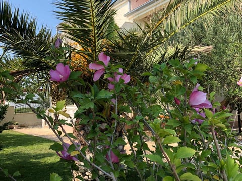 Villa Olive Grove