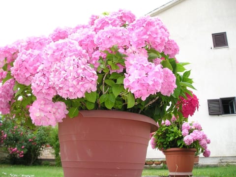"Gemütlicher Garten" mit Terrasse